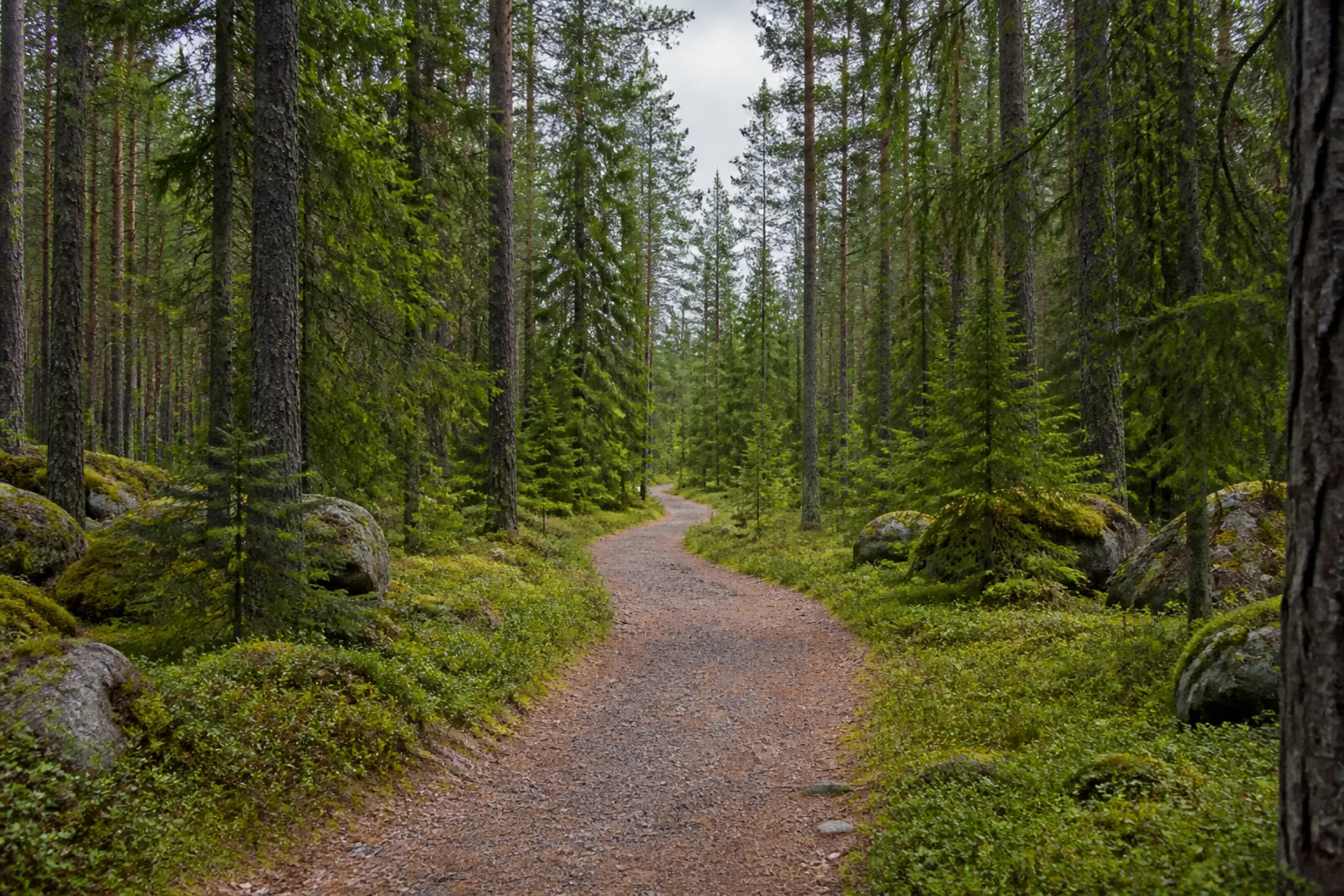 Vandringsled genom skog utan byggnader eller elstolpar i närheten
